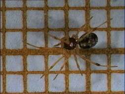 Image of Spider