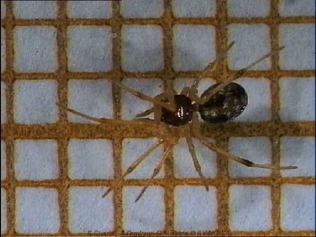 Image of Spider