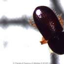 Image of Bark beetle