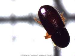 Image of Bark beetle