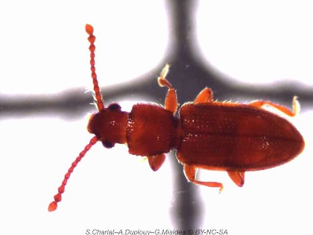 Image of flat bark beetles