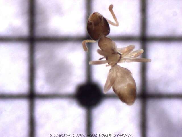 Image of Ant