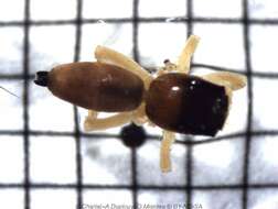 Image of Cosmophasis lami Berry, Beatty & Prószyński 1997