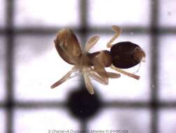 Image of Ant