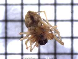 Image de Dictynidae