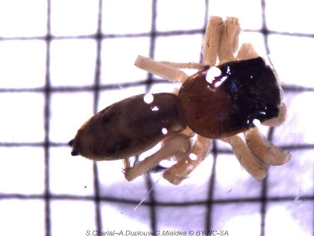 Image of Cosmophasis lami Berry, Beatty & Prószyński 1997