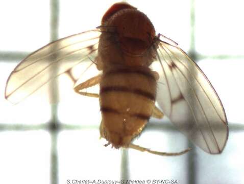 Image of Drosophila mediostriata Duda 1925