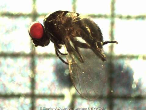 Image of Lantana seed fly