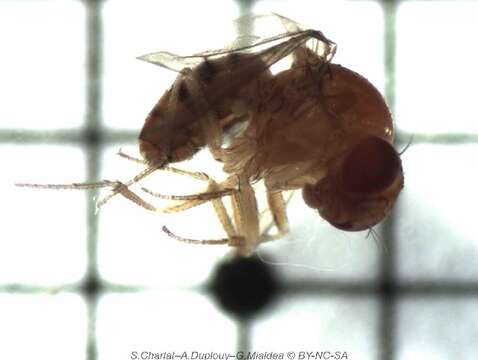 Image of Drosophila mediostriata Duda 1925