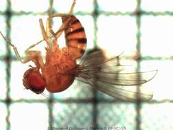 Image of Drosophila mediostriata Duda 1925