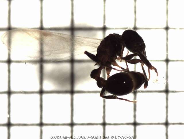 Image of Tetramorium pacificum Mayr 1870