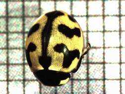 Image of <i>Coccinella transversalis</i>