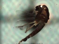 Image of Pseudosmittia