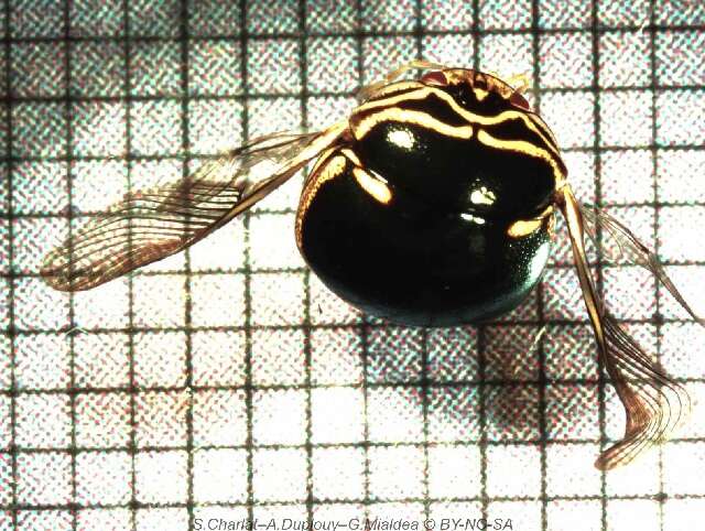 Image of Porosoma Cotteau 1856