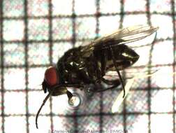 Image of Limnophora