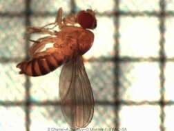 Imagem de Drosophila kikkawai Burla 1954