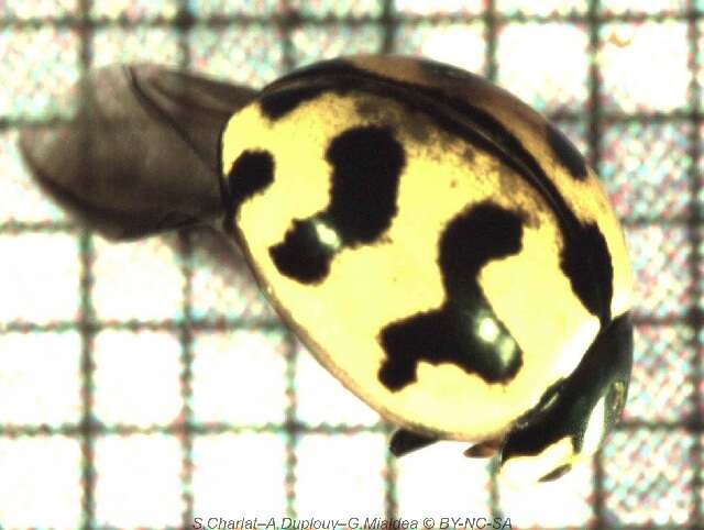 Image of <i>Coccinella transversalis</i>