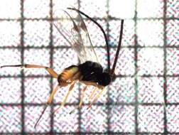 Image of Parasitoid wasp