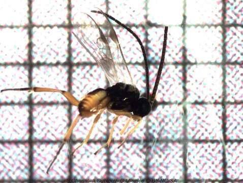 Image of Parasitoid wasp