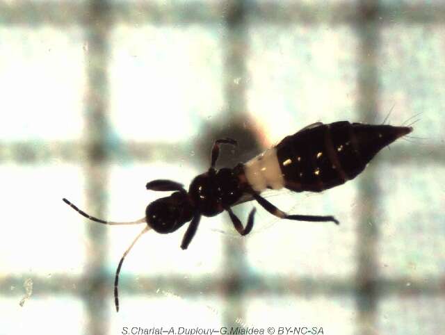 Image de Franklinothrips vespiformis (Crawford DL 1909)