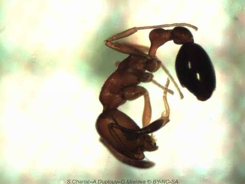 Image of Ant