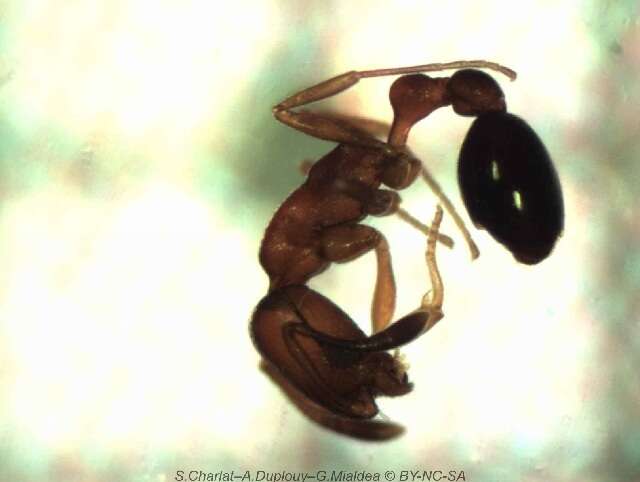 Image of Ant