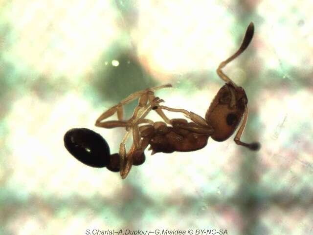 Image of Ant