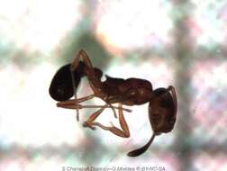 Image of Ant