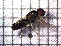 Image of Soldier fly