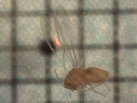 Image of Psocomorpha