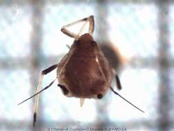 Image of Aphid