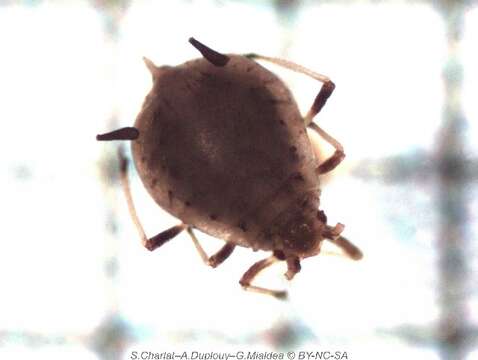 Image of Aphid