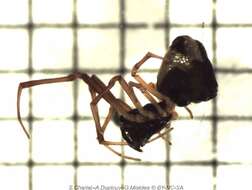 Image of Argyrodes samoensis O. Pickard-Cambridge 1880