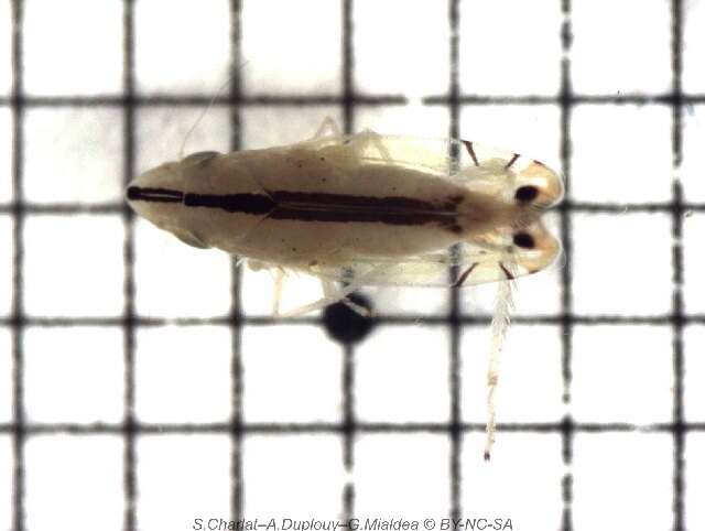 Image of Two-spotted leafhopper