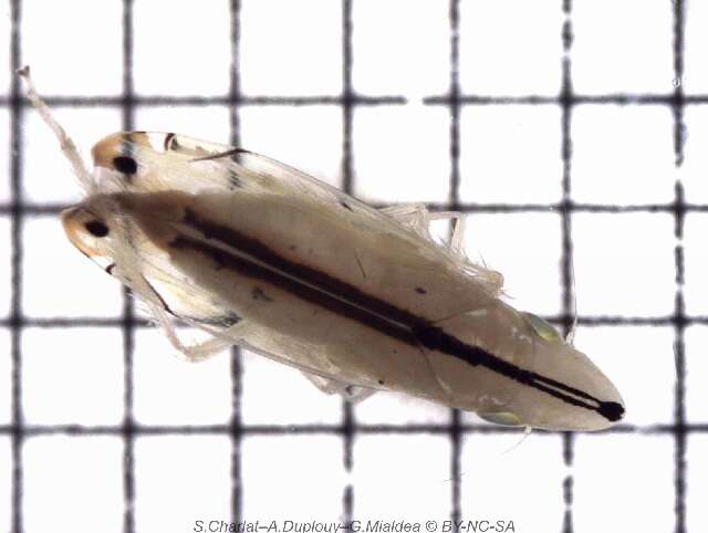 Image of Two-spotted leafhopper