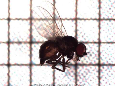 Image of Lantana seed fly