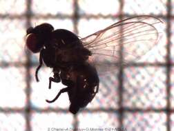 Image of Lantana seed fly