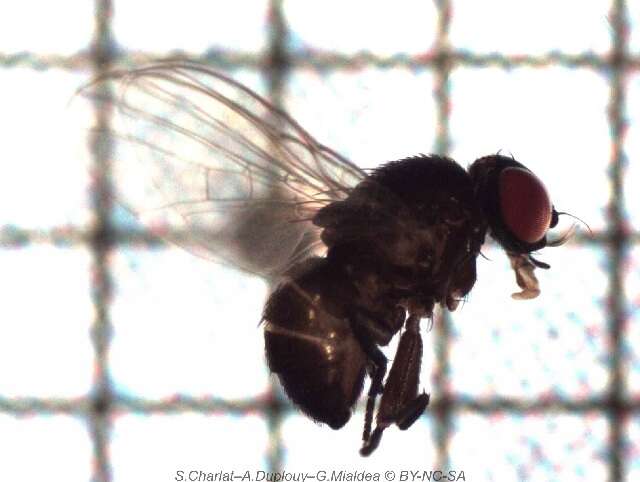 Image of Lantana seed fly