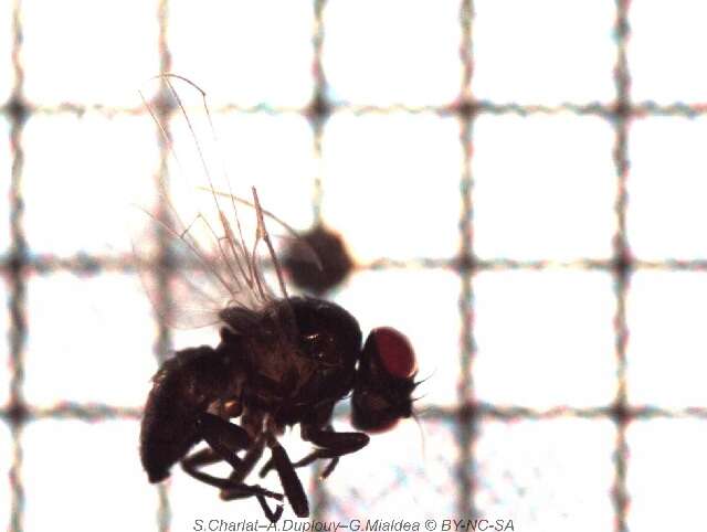 Image of Lantana seed fly