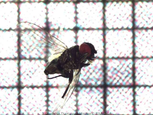 Image of Lantana seed fly