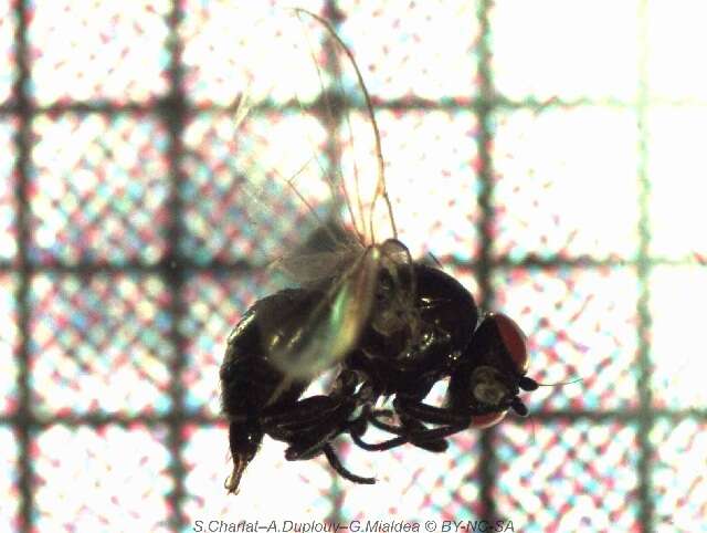 Image of Lantana seed fly