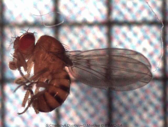 Image of Drosophila mediostriata Duda 1925
