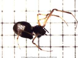 Image of Argyrodes samoensis O. Pickard-Cambridge 1880