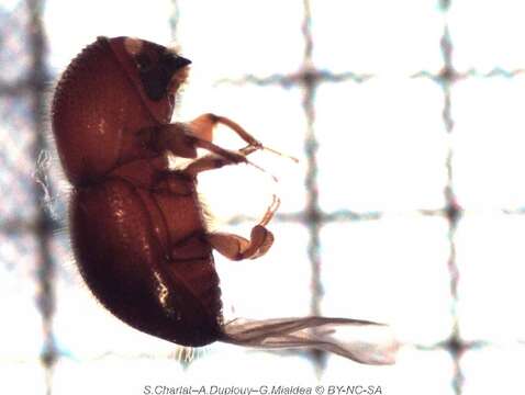 Image of granulated ambrosia beetle