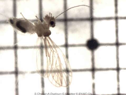 Image of Psocomorpha