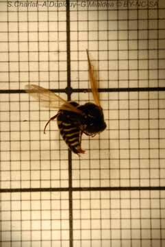 Image of Keyhole Wasp