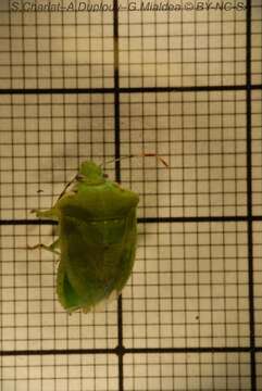 Image of Southern green stink bug