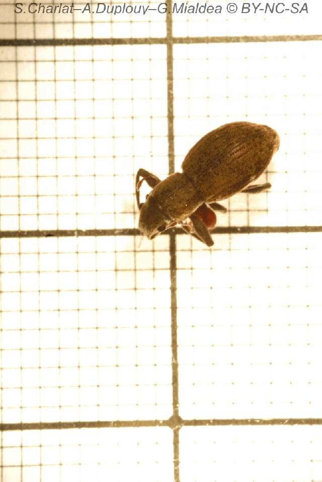 Image of Fuller rose beetle