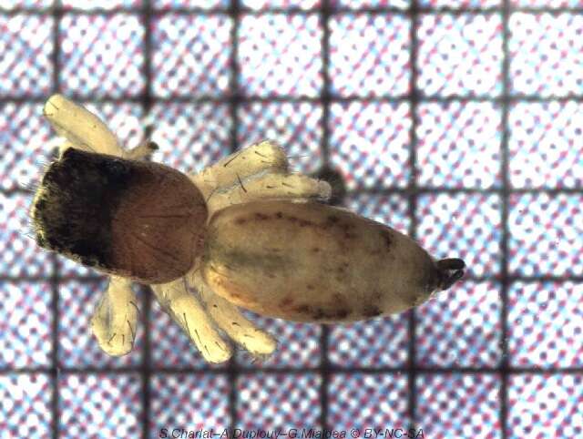 Image of Cosmophasis lami Berry, Beatty & Prószyński 1997