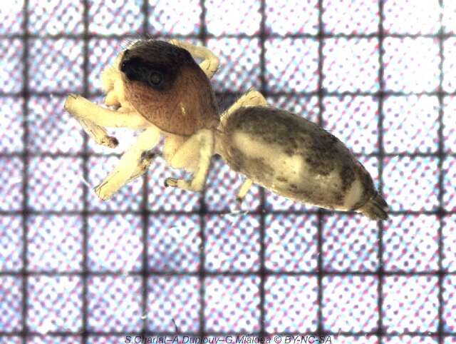 Image of Cosmophasis lami Berry, Beatty & Prószyński 1997